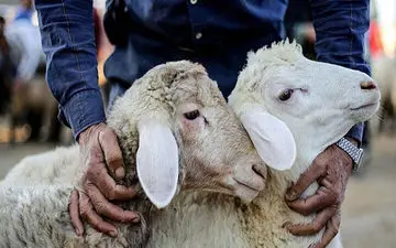 قیمت دام زنده به کیلویی ۱۸۵ هزار تومان رسید