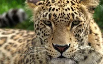 (ویدئو) حضور پلنگ در خیابان‌های اصفهان؛ عملیات زنده‌گیری همچنان ادامه دارد!