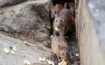 موش‌های تهران، این بار با قدرت بیشتر