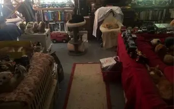 آزمون خاصی است/ چهار گربه رو در تصویر پیدا کن