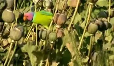 تریاکی شدن طوطی‌ها در مزرعه خشخاش! + فیلم 