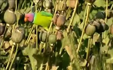 تریاکی شدن طوطی‌ها در مزرعه خشخاش! + فیلم 