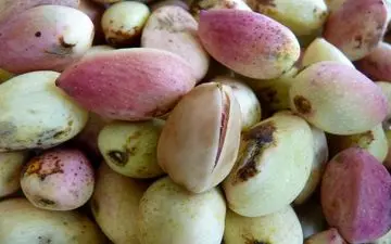  عرضه پسته در بورس، تجربه موفق زعفران را تکرار می‌کند 