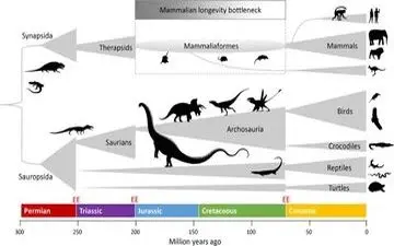 ردپای دایناسورها در پیری انسان!