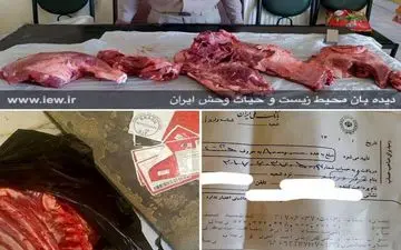 فروش گوشت خوک وحشی به مردم زلزله زده سرپل ذهاب به جای گوشت گاو+عکس