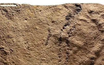 قدیمی ترین جای پای جهان کشف شد 