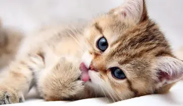 دویدن گربه‌ها روی تردمیل: خنده‌دار و دیدنی! + ویدئو