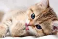 دویدن گربه‌ها روی تردمیل: خنده‌دار و دیدنی! + ویدئو