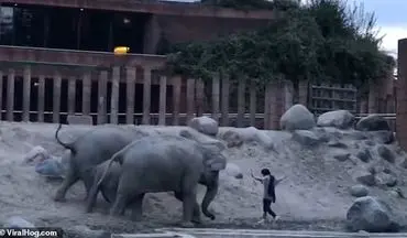 خوش‌شانسی محض گردشگر هنگام حمله فیل‌ها! +فیلم 
