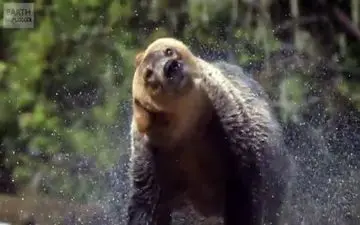 تصاویری دیدنی و زیبا از حیوانات +فیلم 