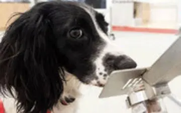  شناسایی بیماران کرونایی توسط سگ‌ها