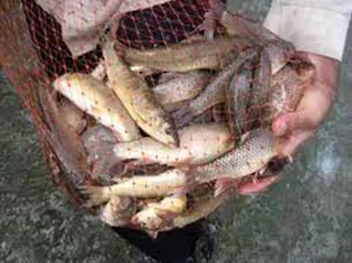 پیش بینی تولید 4300 تنی ماهیان گرمابی در استان کرمانشاه
