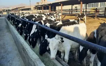 اجرای طرح توسعه گاوداری ۲۹۰۰ راسی کنگاور نیازمند ۱۰۵ میلیارد تومان اعتبار است