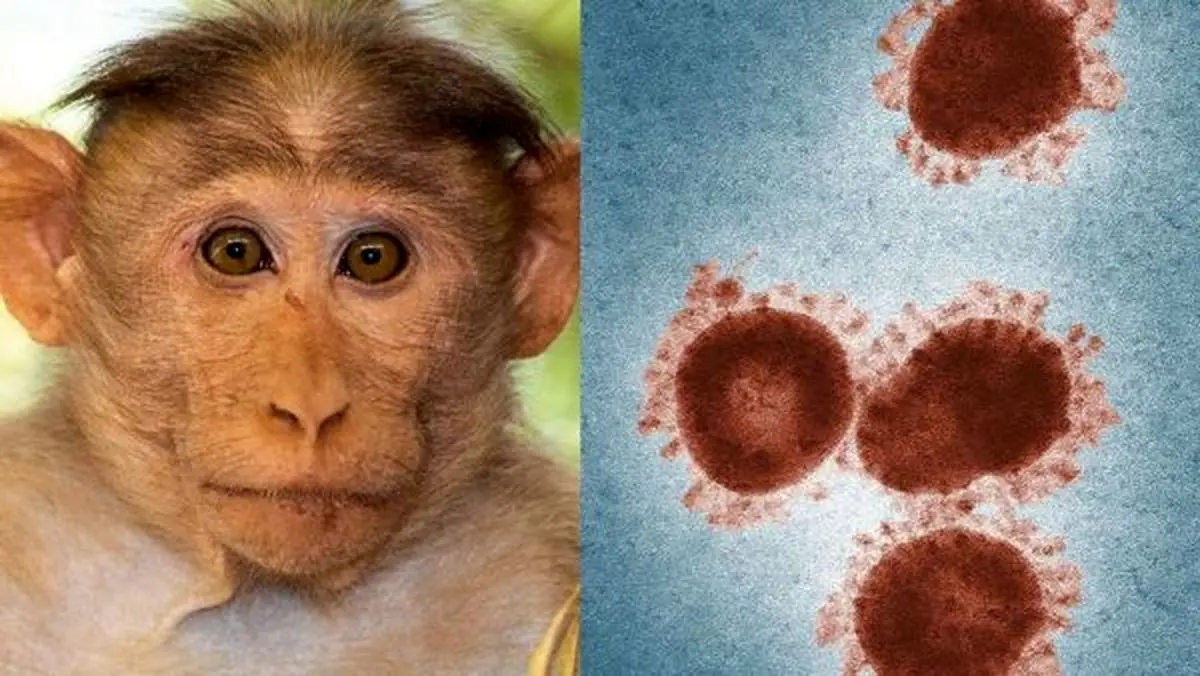 آبله میمونی به این عضو حیاتی بدن آسیب می زند