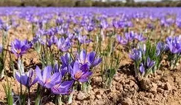  قیمت جدید زعفران اعلام شد + جزئیات 