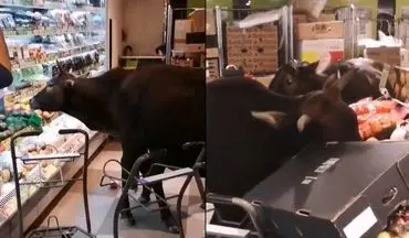 حمله گاوها به سوپرمارکتی در هنگ کنگ ! +فیلم 