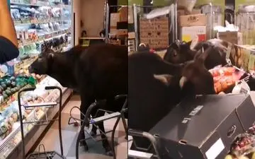 حمله گاوها به سوپرمارکتی در هنگ کنگ ! +فیلم 