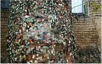  درخت آدامسی در خیابان فرشته تهران+عکس