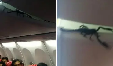 عقرب غول پیکر مسافران هواپیما را به وحشت انداخت! +فیلم 
