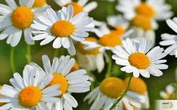 این گیاه پادشاه داروی گیاهی است / افسردگی و اضطراب فصل بهار را با آن درمان کنید