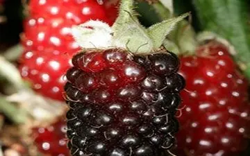  سم زدایی بدن با این میوه بهاری