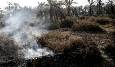 ۲۰ هزار نهال خرما در آتش سوزی اروند از بین رفت
