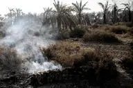 ۲۰ هزار نهال خرما در آتش سوزی اروند از بین رفت