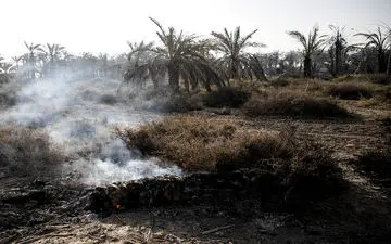 ۲۰ هزار نهال خرما در آتش سوزی اروند از بین رفت