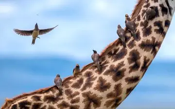  عکس منتخب نشنال جئوگرافیک | تهیه غذا