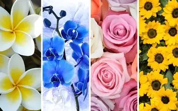 بگو کدوم گل رو دوست داری تا بهت بگم چه شخصیتی داری!