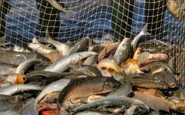 آغاز تولید ماهیان خاویاری و میگویی آب شیرین در کرمانشاه                     