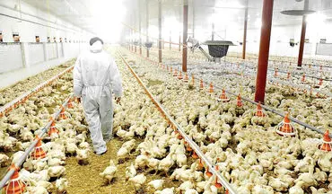 از تخم مرغ تا مرغ: راز تولید میلیون ها مرغ در کارخانه | فیلم