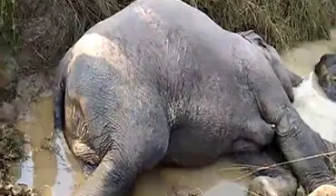 مرگ هفت فیل به دلیل برق گرفتگی + فیلم 