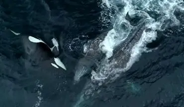حمله نهنگ قاتل به وال‌های خاکستری
