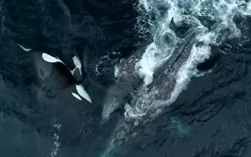 حمله نهنگ قاتل به وال‌های خاکستری