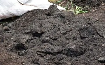 شمارش معکوس برای مرگ بزرگترین باغ چای تنکابن