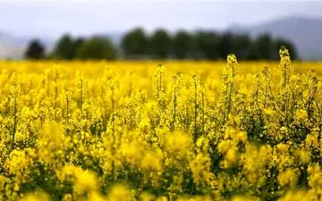 رکورد زنی استان ایلام در تولید دانه‌های طلایی کلزا