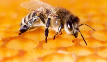 آیا نیش زنبور عسل فایده دارد؟