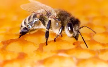 آیا نیش زنبور عسل فایده دارد؟