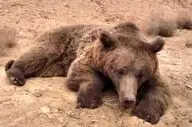 یک قلاده خرس بر اثر تصادف جاده‌ای در محور شاهرود-آزادشهر تلف شد