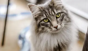 کنجکاوی گربه کارشناس برنامه حین پخش زنده خبر! +فیلم 