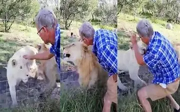 بازی با سلطان جنگل کار دست توریست ماجراجو داد