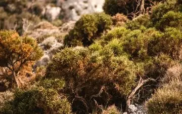 سنجاب کجای تصویر پنهان شده است؟ 8 ثانیه فرصت داری پیدا کنی!