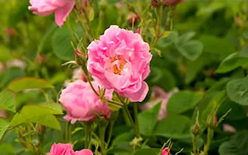 ثبت مهارت مردم فرانسه در تولید رایحه‌ای خاص در یونسکو + فیلم 