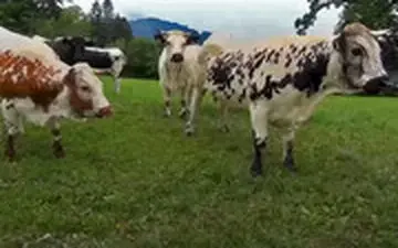 مراقب این گاوهای آدم‌کش باشید!