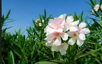 ساخت یک داروی ضد پیری اونم با هوش مصنوعی|این داروهای عجیب را هوش‌مصنوعی طراحی کرده‌است!
