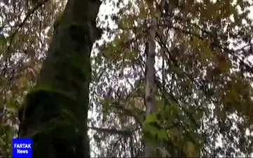 کلیپی زیبا از مراسم عزاداری سالار شهیدان امام حسین (ع)