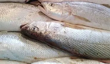 آخرین قیمت پرفروش ترین ماهی های بازار 
