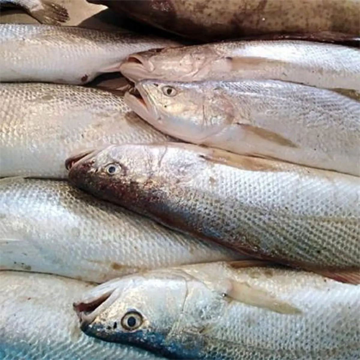 آخرین قیمت پرفروش ترین ماهی های بازار 