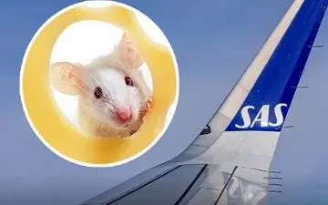 فرود اضطراری هواپیما به خاطر یک موش